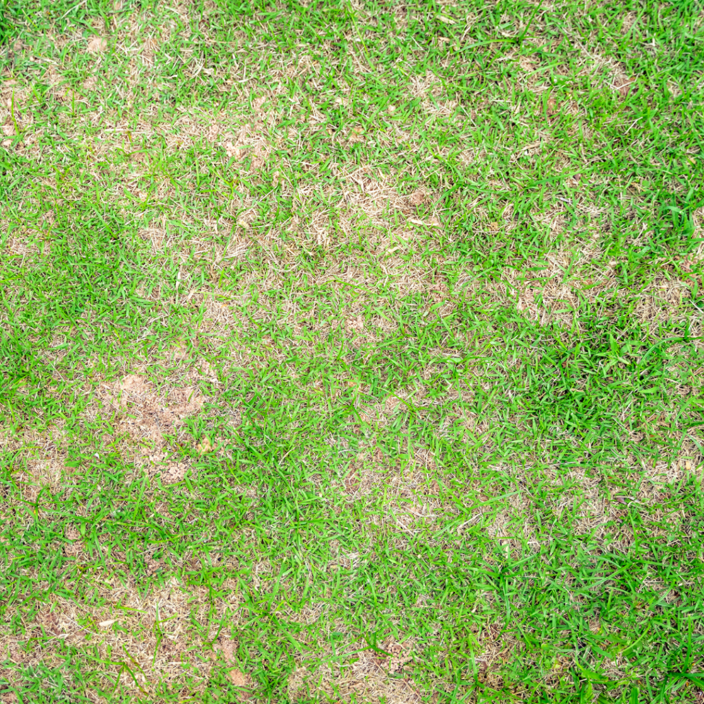 Protect Your Lush Lawn: Understanding and Preventing Common Lawn Fungus